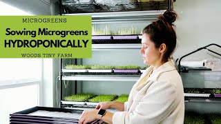 My Process of Planting Hydroponic Microgreens | Microgreens Business