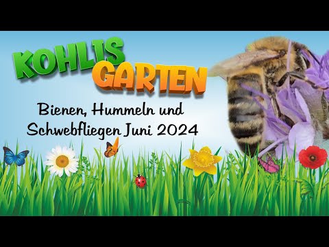 Bienen, Hummeln und Schwebfliegen in Kohlis Garten (Juni 2024) 🐝