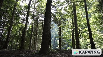 3 minutes of Nature sound in forest,birds singing relaxation,rich forest experience