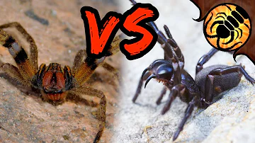 Brazilian Wandering Spider VS Funnel-web - WHICH is more DEADLY?