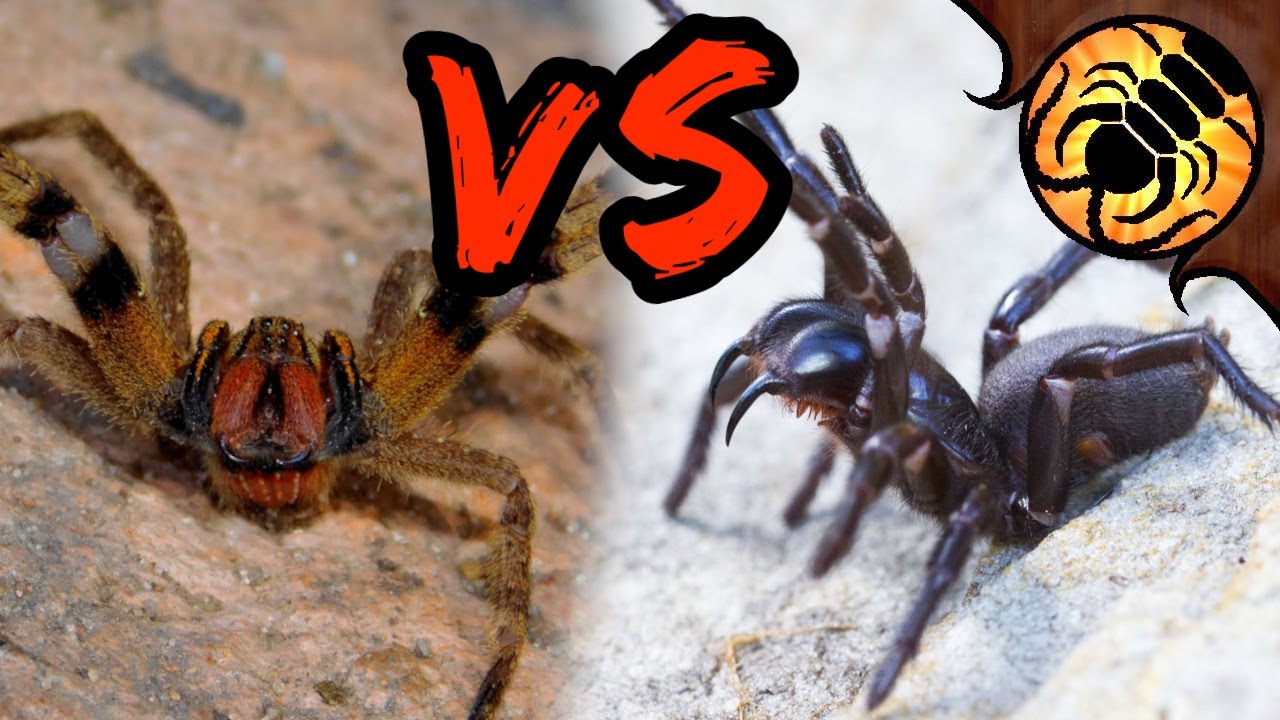 wandering spider vs funnel web venom