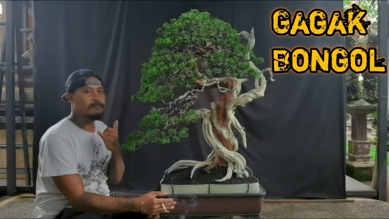 PROSES PERANTINGAN DAN PEMBUATAN TAJUK BONSAI CEMARA SINENSIS 