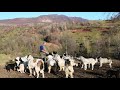 550 de oi PĂZITE de 24 de câini ciobănești ai lui Ion din Ciocotiș intr-o zona cu LUPI - video 2020