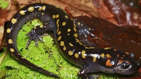 Salamander