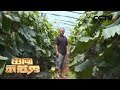 《田间示范秀》种植能手来帮忙 管好烦人葡萄园 20200408 | CCTV农业