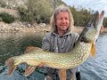 Buena pesca de Lucios en García Sola (Extremadura) #2