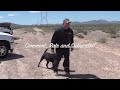 Retriever training- Teaching a dog to run straight  (part 2)