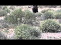 Retriever training- Teaching a dog to run straight (part 2) Retriever training- Teaching a dog to run straight (part 2)