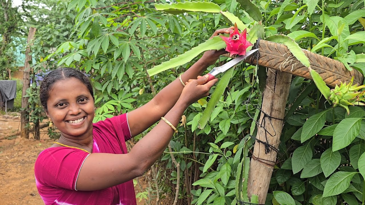 మా పెరట్లో కాసిన డ్రాగన్ పండు ఎలా ఉందో చూడండి  | మేము ఒక చిన్న పనిని మొదలుపెట్టి ఉన్నాము.?
