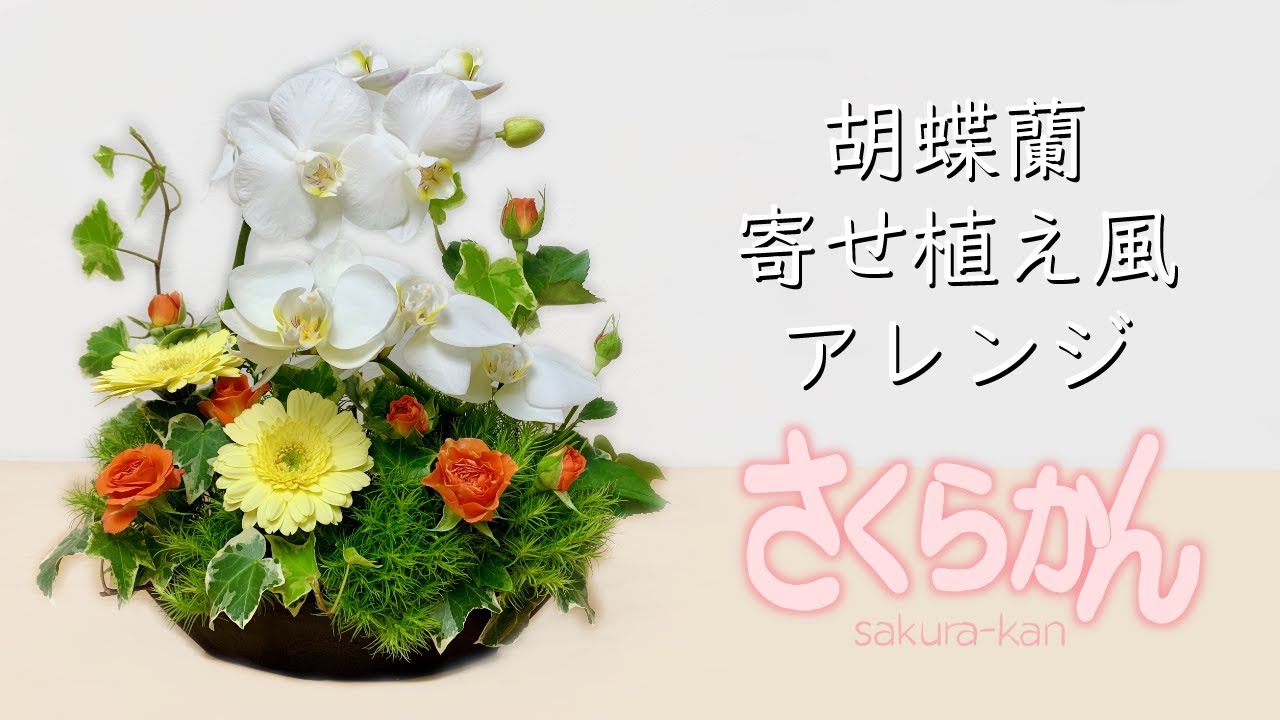 花のある生活】胡蝶蘭寄せ植え風アレンジ【フラワーアレンジメント