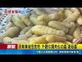 三立獨家｜屏東車城驚現「怪食物」！外觀神似獨角仙幼蟲 專家揭真實身分竟是高經濟作物｜三立新聞LIVE