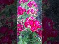 Лучшая в своём цвете) Лия Меже