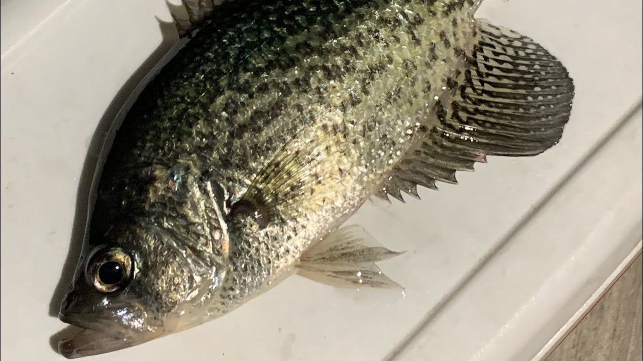 Crappie moving to the shallow waters 🎣 @thehookofdaniel 