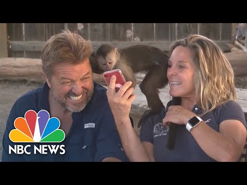 Meet The Monkey That Called 911 On A Stolen Zoo Cell Phone