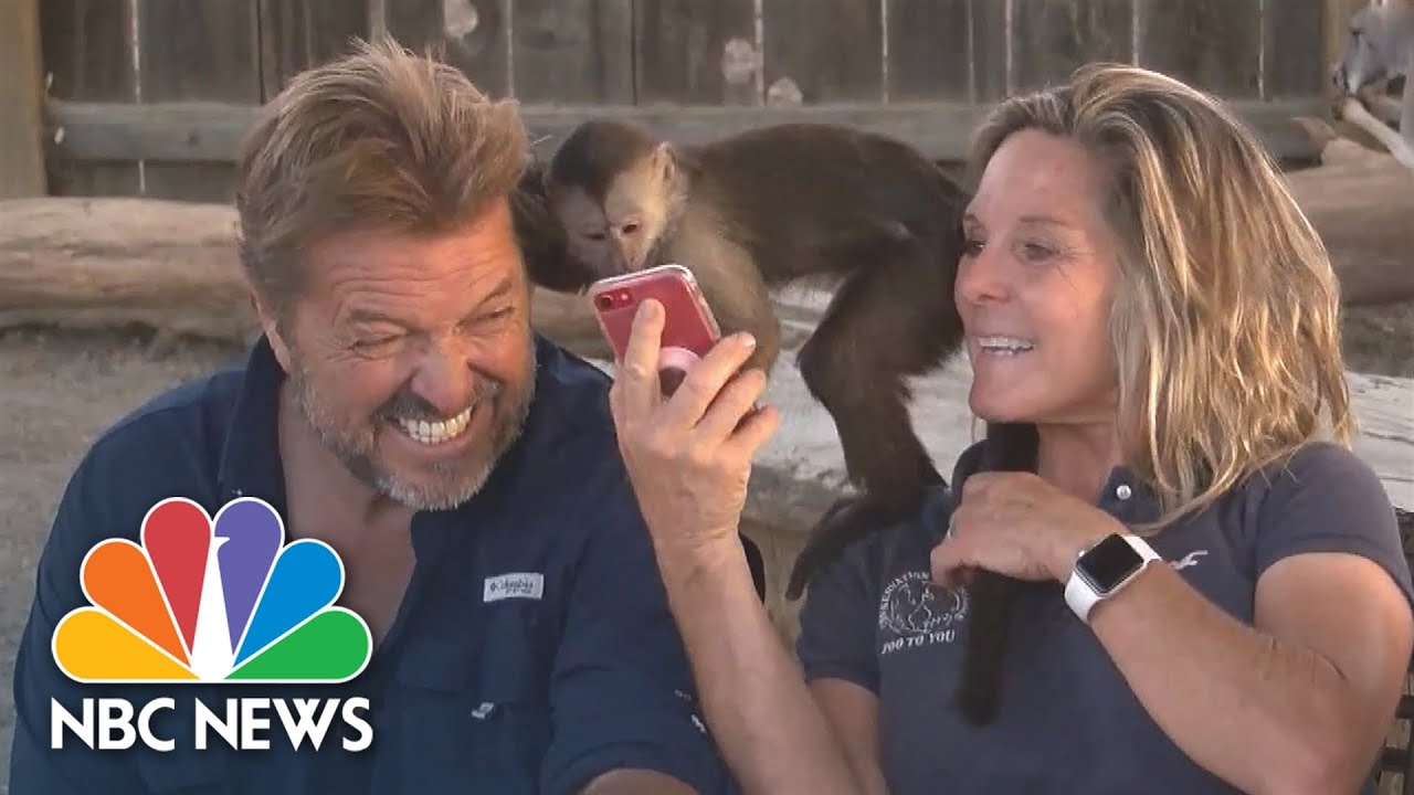 Meet The Monkey That Called 911 On A Stolen Zoo Cell Phone