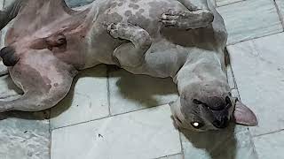 brix is my rescued dog in ups delbros. parvo and mange survivor animalrescueph