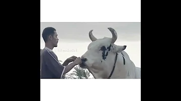 هيمان لـ حوسن 