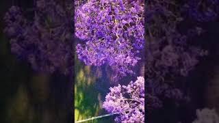 Жакаранда / Фиалковое дерево