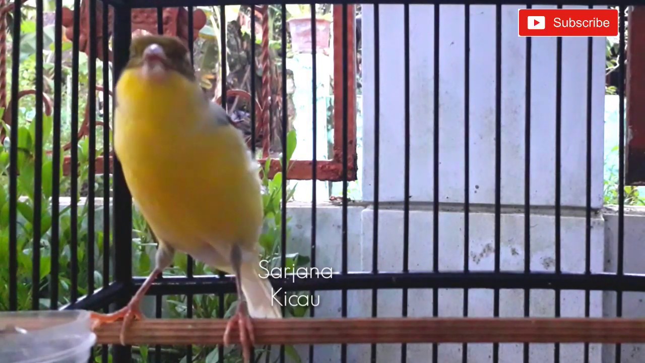 KENARI DIAM LANGSUNG NGAMUK DENGAR KENARI INI 