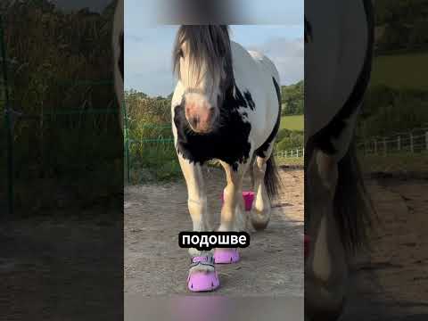 Замена подков