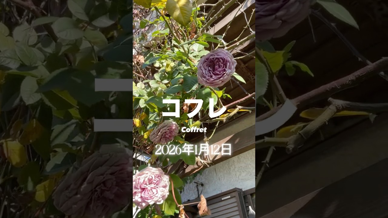 Coffret⠀⠀January 12, 2026 Kawamoto Rose Garden Shrub Roses