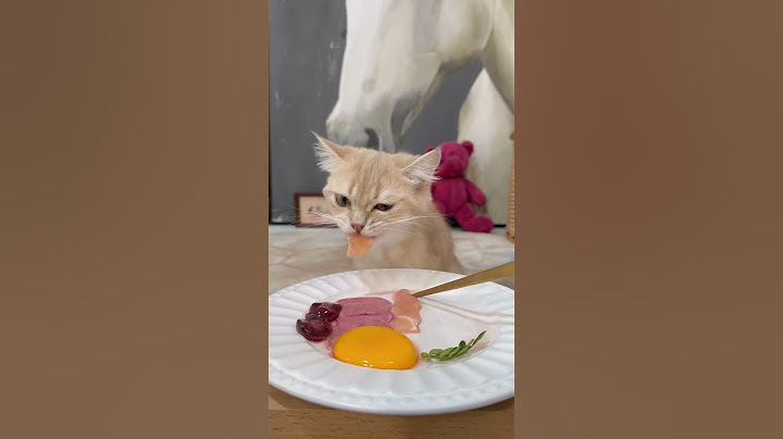 Cat food addict is online now #cat🐱 #cats #little cat people #cat lovers #foodie cat