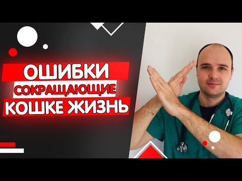 4 Ошибки Сокращающие Жизнь Вашей Кошки