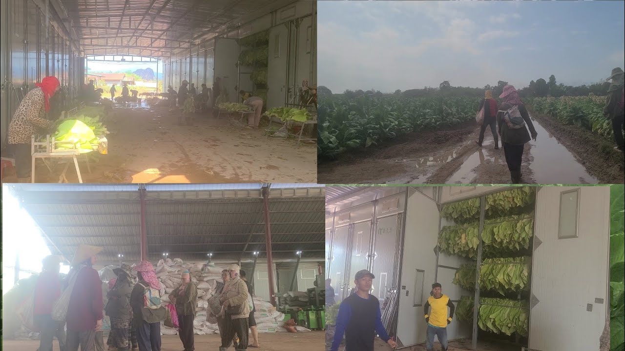 Nrog kuv peb mus saib qhov chawv kha nplooj  luam yeeb