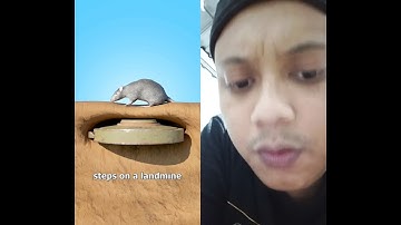 Hoe reuzenratten landmijnen opruimen 🤔