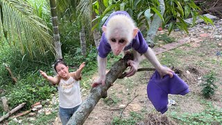 Super fun! Monkey Luk hide away mom to go play and got into trouble
