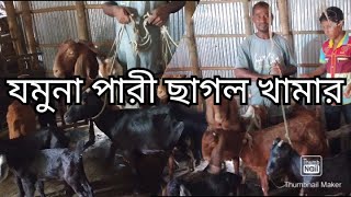 যমুনা পারী ছাগল খামার | যমুনা পারী ছাগল পালন পদ্ধতি |  যমুনা পারী ছাগল | ছাগল পালন পদ্ধতি