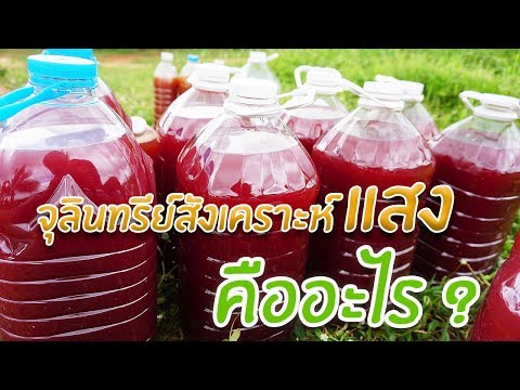 จุลินทรีย์สังเคราะห์แสง คืออะไร