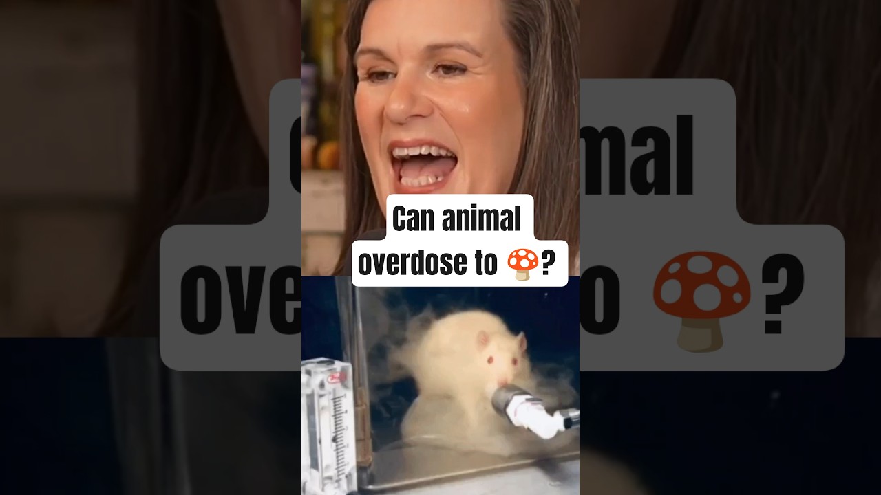 Can You REALLY Overdose on Mushrooms? 🧐 #shorts #youtubeshorts #usa #science