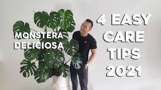 4 Easy Care Tips for Monstera Deliciosa | For the busy or lazy plant parent (seasoned refresher)