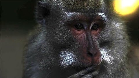 Sleep quickly to Monkeys in the jungle -fall asleep-nature-jungle-relax 🦍🦧REM sleep 💤