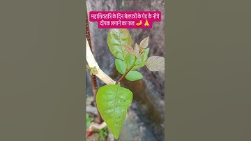 महाशिवरात्रि के दिन बेलपत्री के पेड़ के नीचे दीपक 🪔#mahadev #trendingshorts #pradeepmishrajikeupay