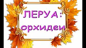 Орхидеи,узамба́рские фиалки,Самара🌺