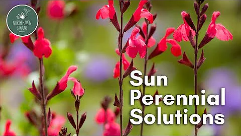 Sun Perennial Solutions 🌞 | Drought-Tolerant & Pollinator-Friendly Plants with Rusty Allen