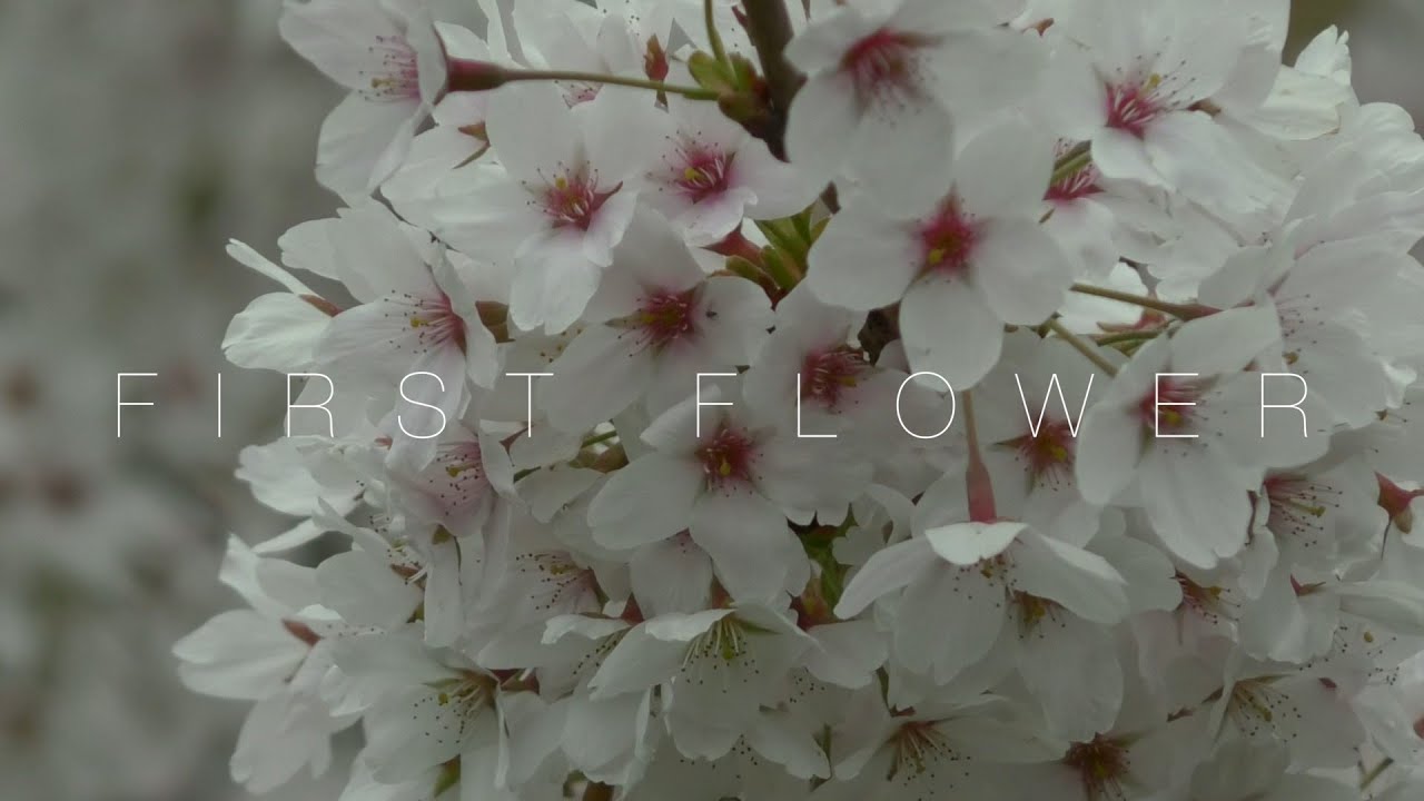 First Flower YouTube