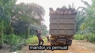 mandor panen vs pemuat, muat buah sawit ke truck