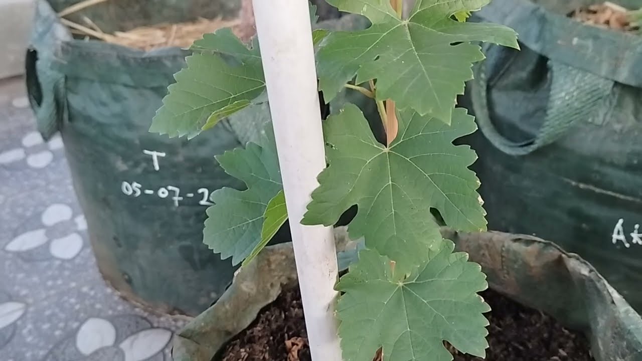 Penyebab utama pohon anggur stagnan, lambat tumbuh dan kurus kerdil (perhatikan faktor berikut !)