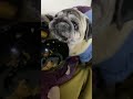 Pug Dog Eating with spoon