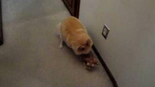 dog humps cat