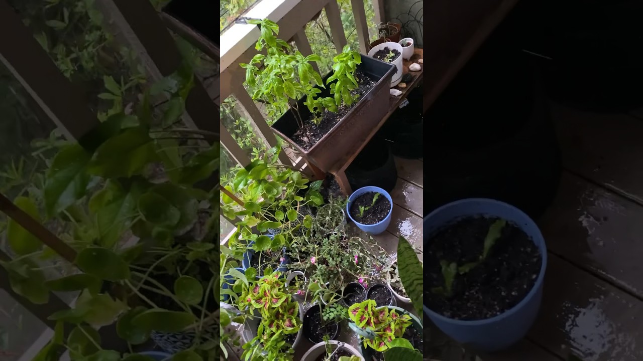 Getting ready for a hurricane when you have a container garden be like 😅