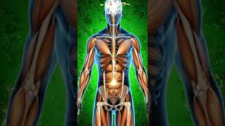 This Is Exactly What Alcohol Does Inside Your Body 3D Anatomy#alcohol#anatomy