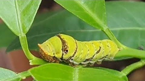 Thử diệt sâu ăn lá bằng GE Gừng Tỏi Ớt