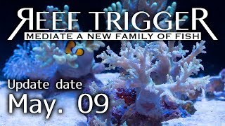 沖縄産ヤワタコアシカタトサカ ライトグリーン３個体付き[S0509-5]REEF-TRIGGER