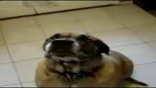 Dog somehow eats bean burrito in 1 second