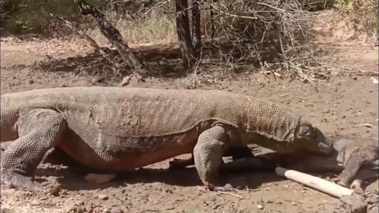 Komodo dragon predation コモドドラゴン捕食 科莫多巨蜥捕食 - YouTube