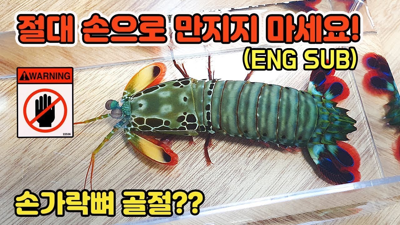 어항 유리도 박살낸다는 공포의 맨티스쉬림프를 입양했습니다 ㄷㄷ [TV생물도감]